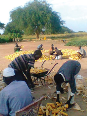 photo of maize harvest by Mary Eubanks